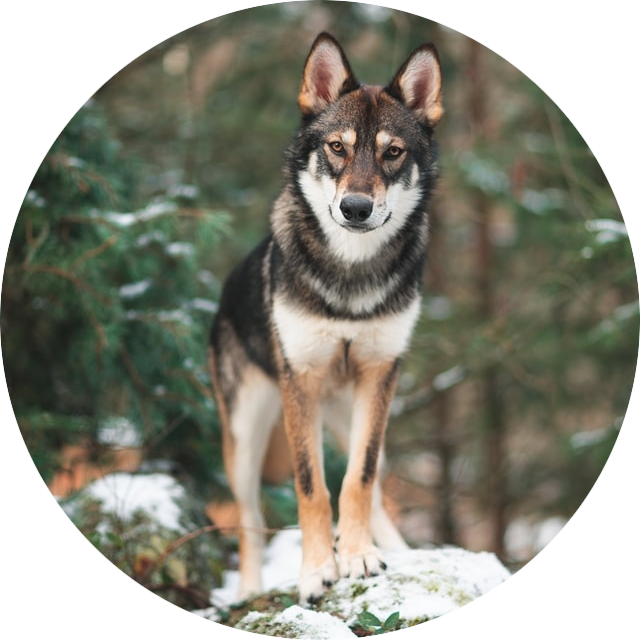 Wolf Chronotype