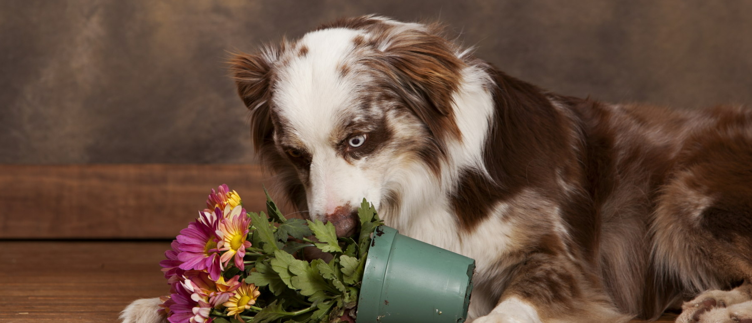 Giftige planten voor honden