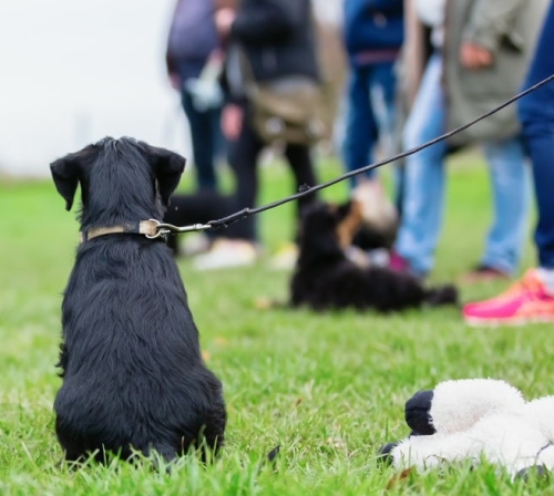 online puppycursus