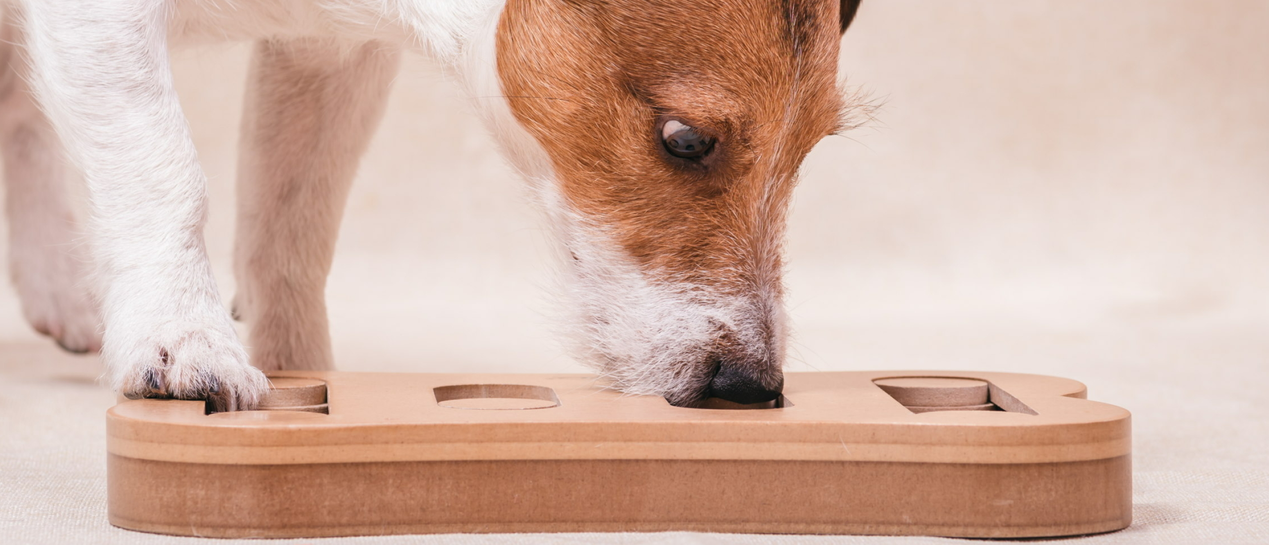 omverwerping domesticeren Regenjas Hersenwerk voor honden - Een alternatief voor de lange wandeling
