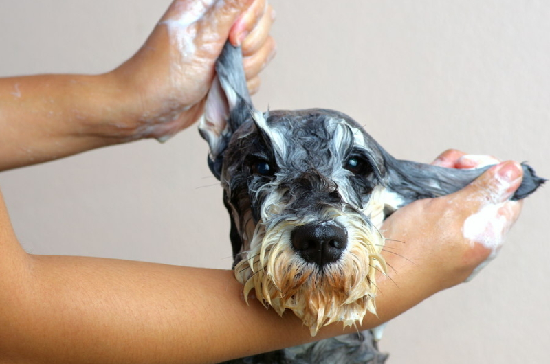 hoe-een-hond-wassen