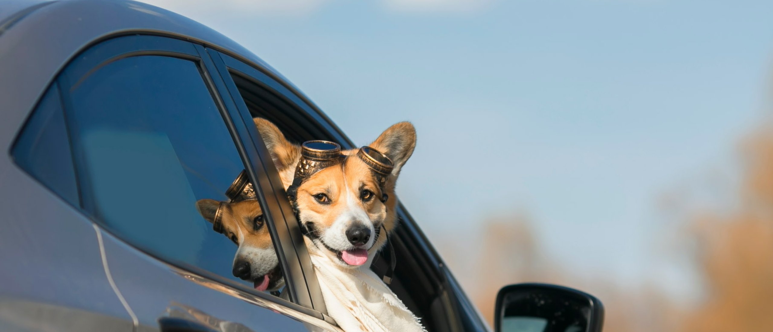Hond in de auto vervoeren