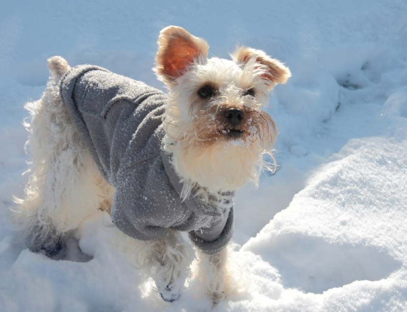 hond-in-de-sneeuw-met-schoentjes-en-jasje