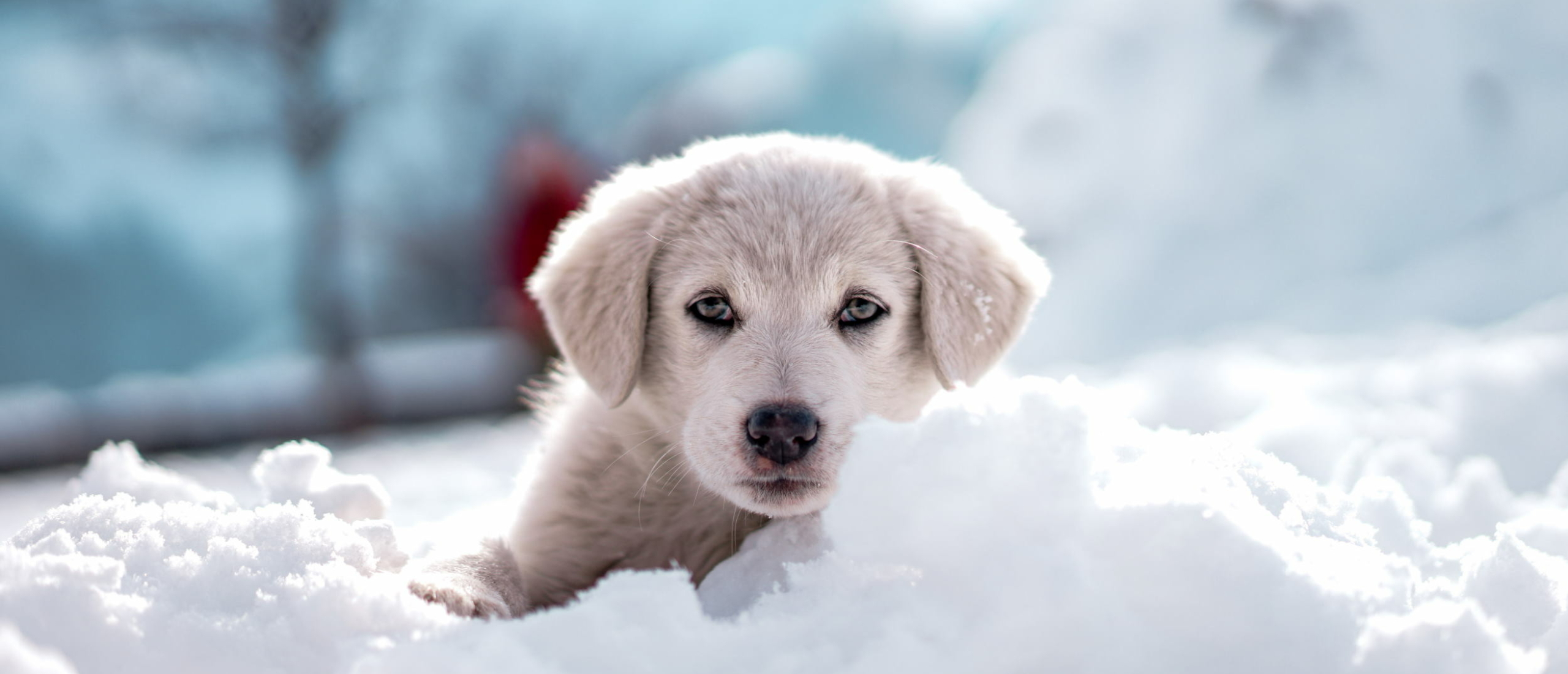 Hond in de Winter: Samen genieten van de kou