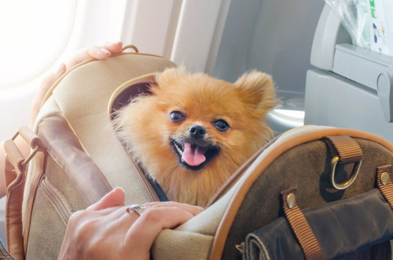 hond-in-het-vliegtuig