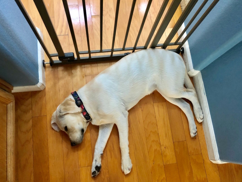 traphekjes kunnen handig zijn om je pup uit bepaalde kamers te houden.