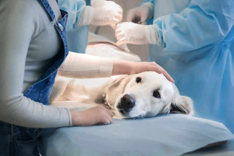 hond-sterilisatie