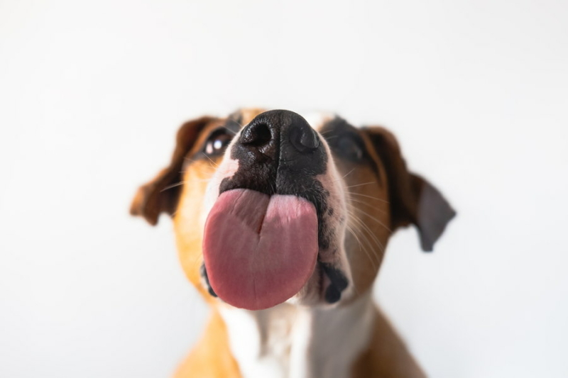 honden tong