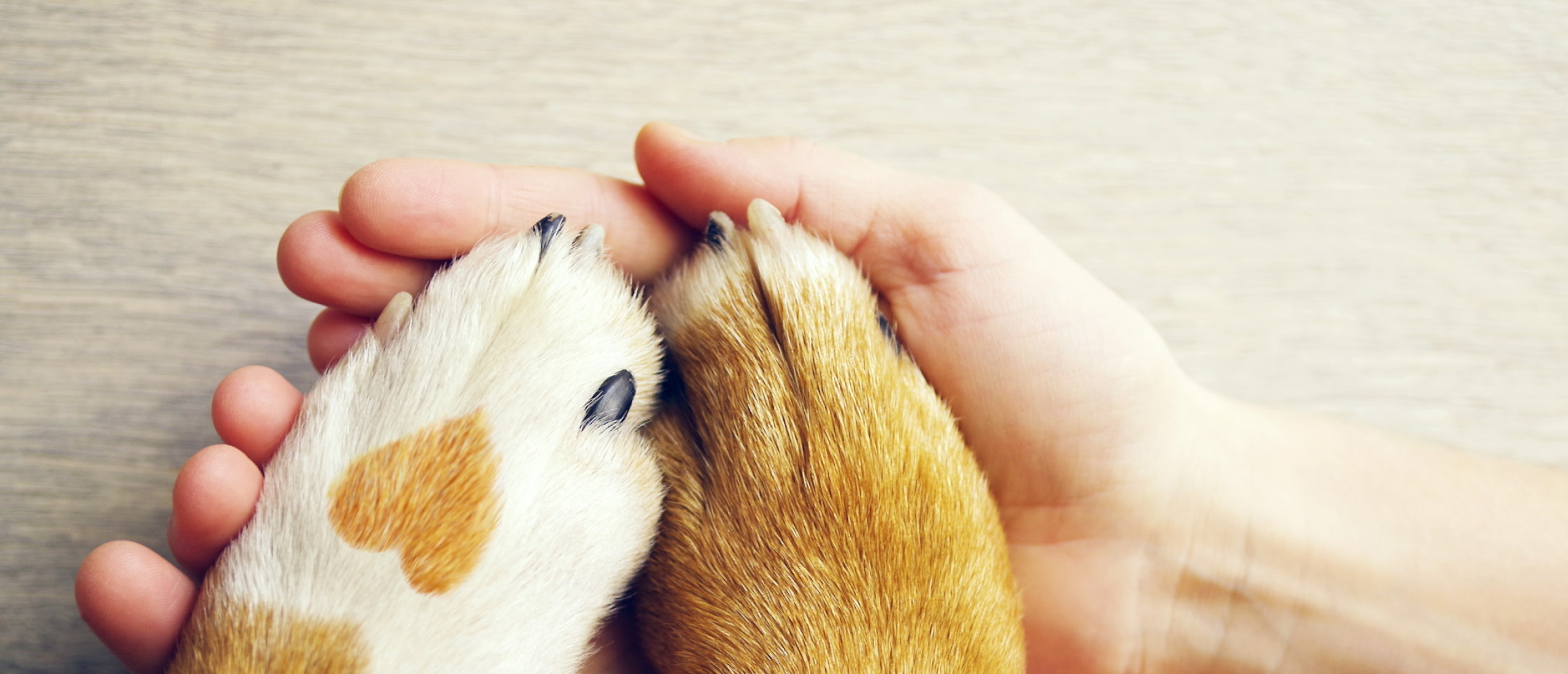 Puppy verzekeren: Waarom een hondenverzekering?