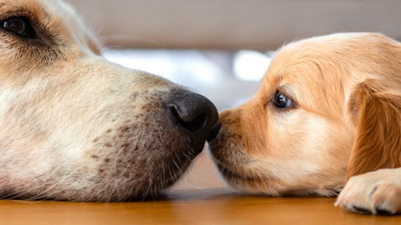 moeder en puppy liggen neus aan neus