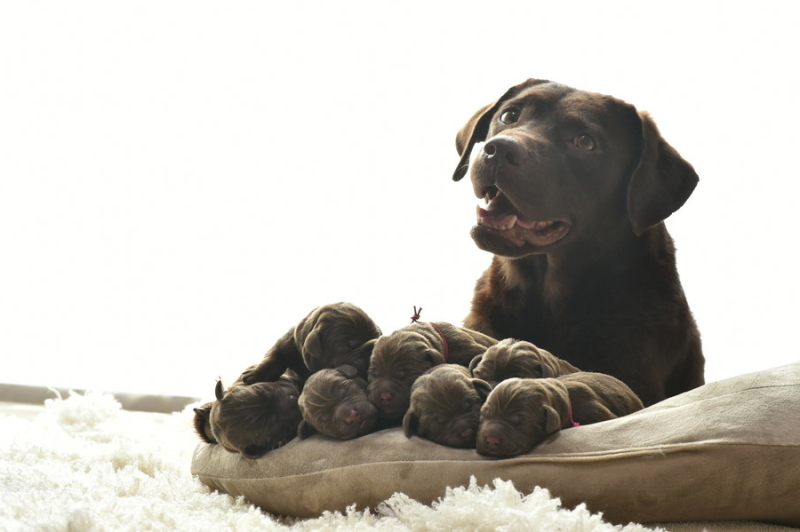 hond met pasgeboren puppies