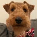 online-puppycursus-review