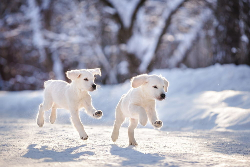 puppies-in-de-sneeuw