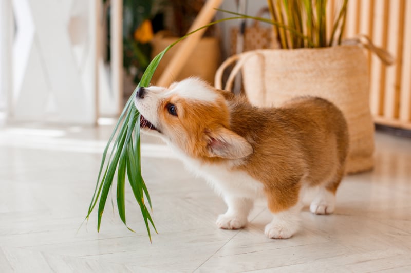 puppy-eet-planten