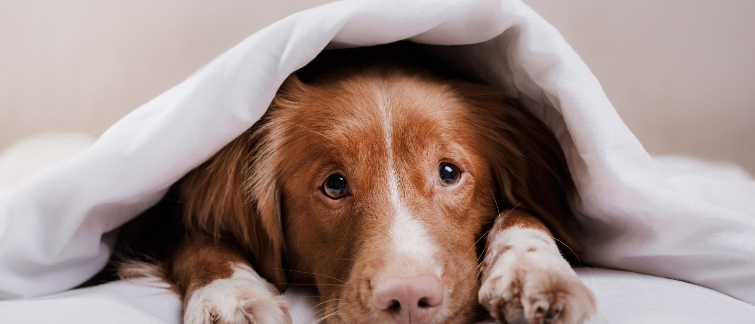 Alles wat je moet weten over sterilisatie bij je hond