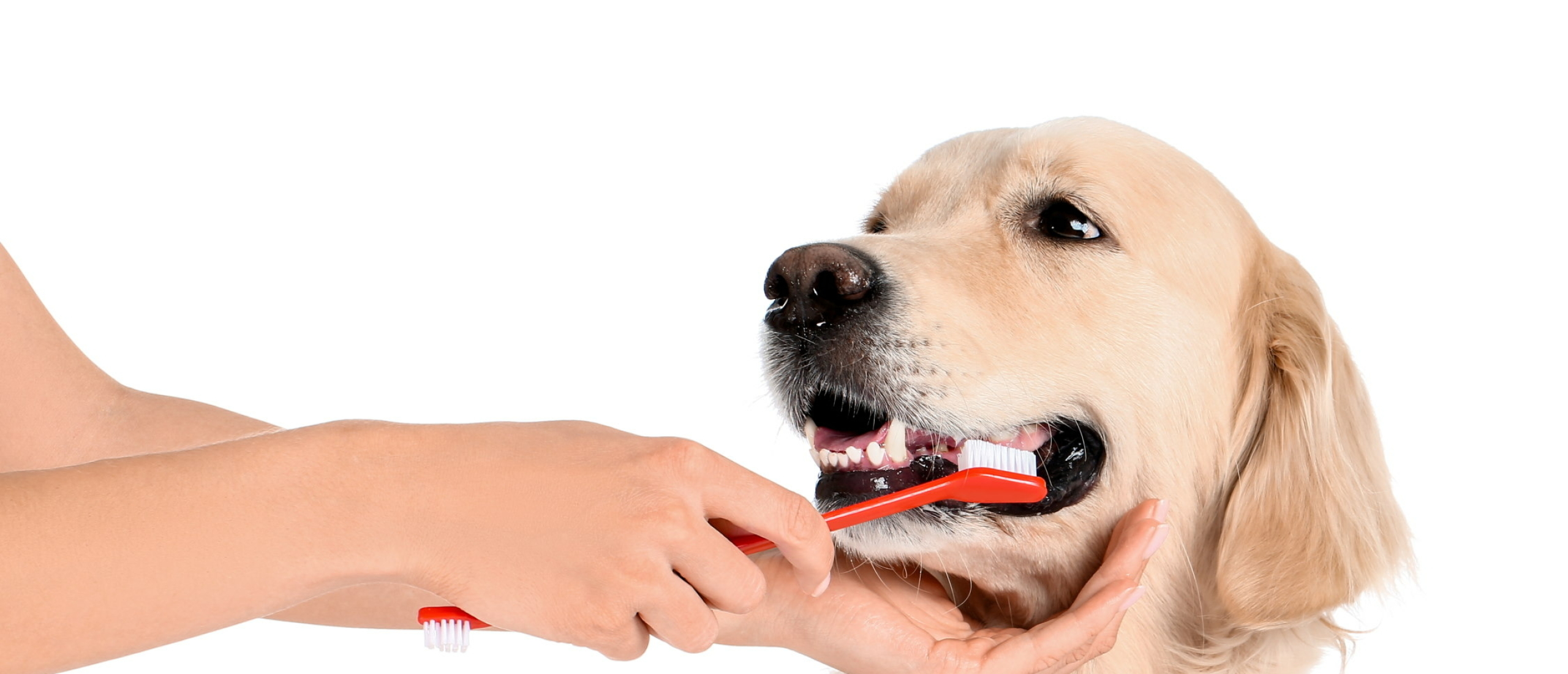 Hoe poets ik de tanden van mijn hond?