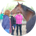 coaching met paarden workshop