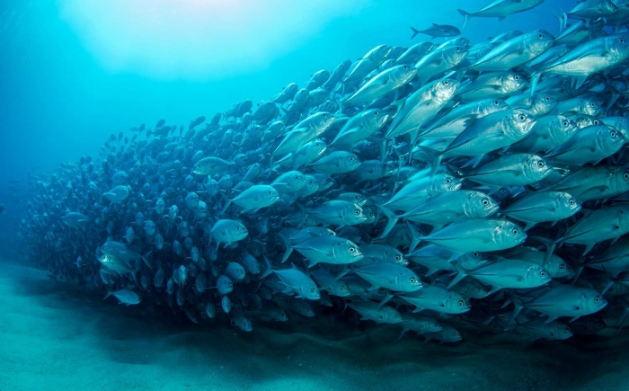 School of fish