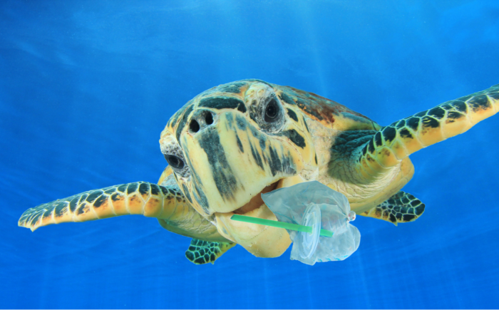 Sea ​​turtle with plastic straw