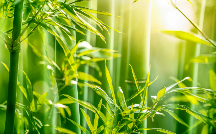 Bamboe, een snelgroeiend natuurproduct