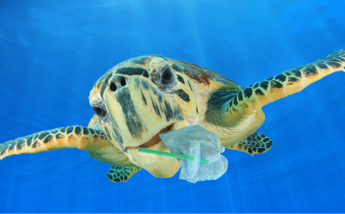 Zeeschildpad met plastic rietje