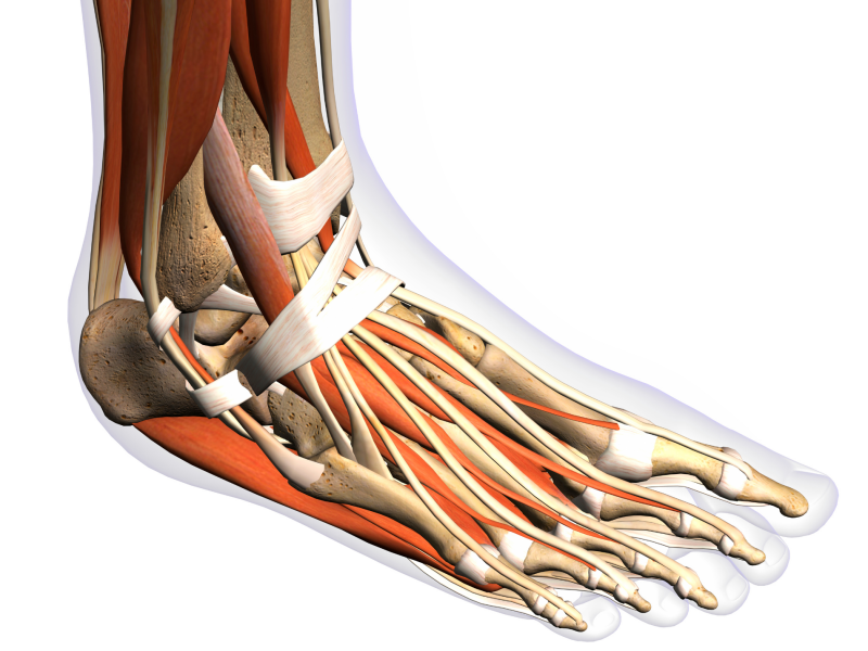 anatomie voet muskens