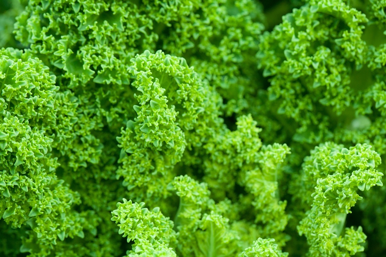 Healthy food - kale