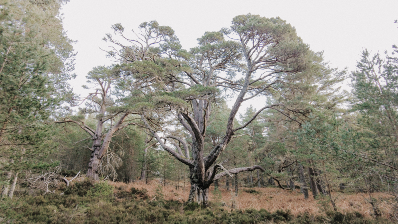 abernethy-forest-wandelingen