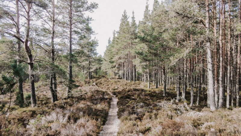 abernethy-forest-wandelen