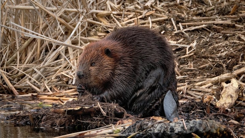 bever-schotland