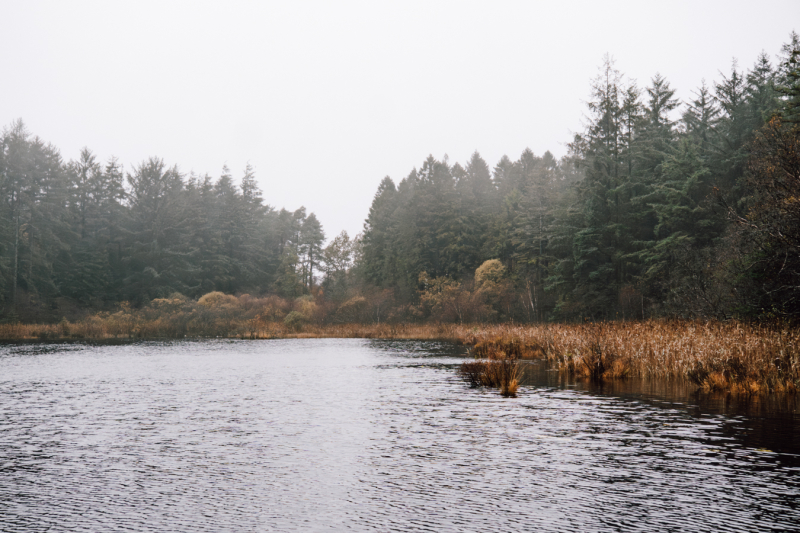 Boswandelen in Dalbeattie nabij Dumfries boswandelen-dumfries