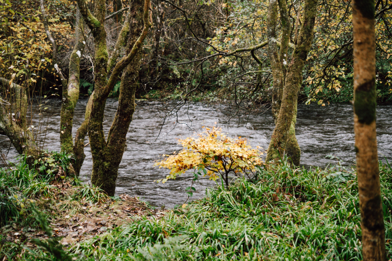 Bos en rivier Ae boswandelen-dumfries-ae-forest