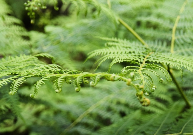 Boswandelen in Dumfries and Galloway Boswandelen-galloway-dumfries-routes