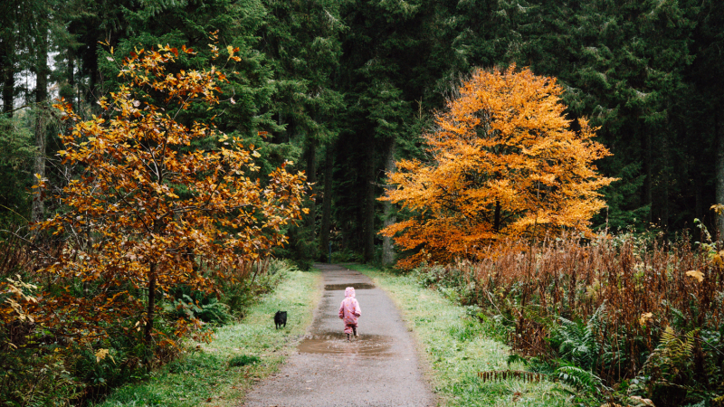 Boswandelingen in Dumfries en Galloway boswandelingen-dumfries-galloway