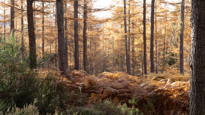 quarry-wood-herfstwandelen-schotland