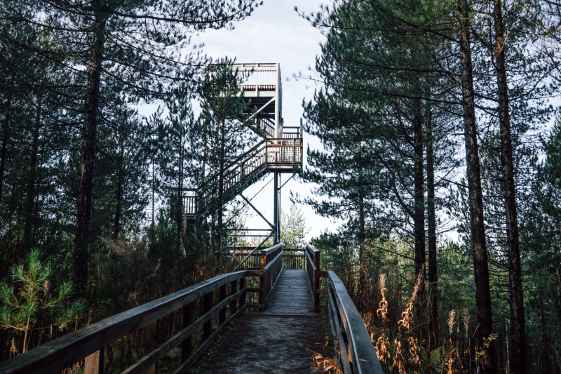 culbin-forest-uitkijktoren