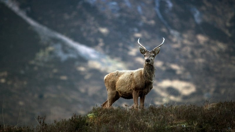 herten-wilde-dieren-schotland