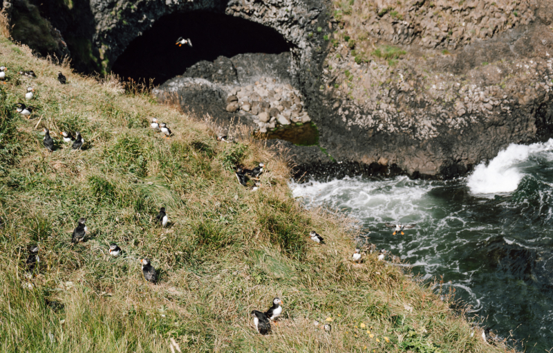 Isle-of-staffa-papegaaiduikers