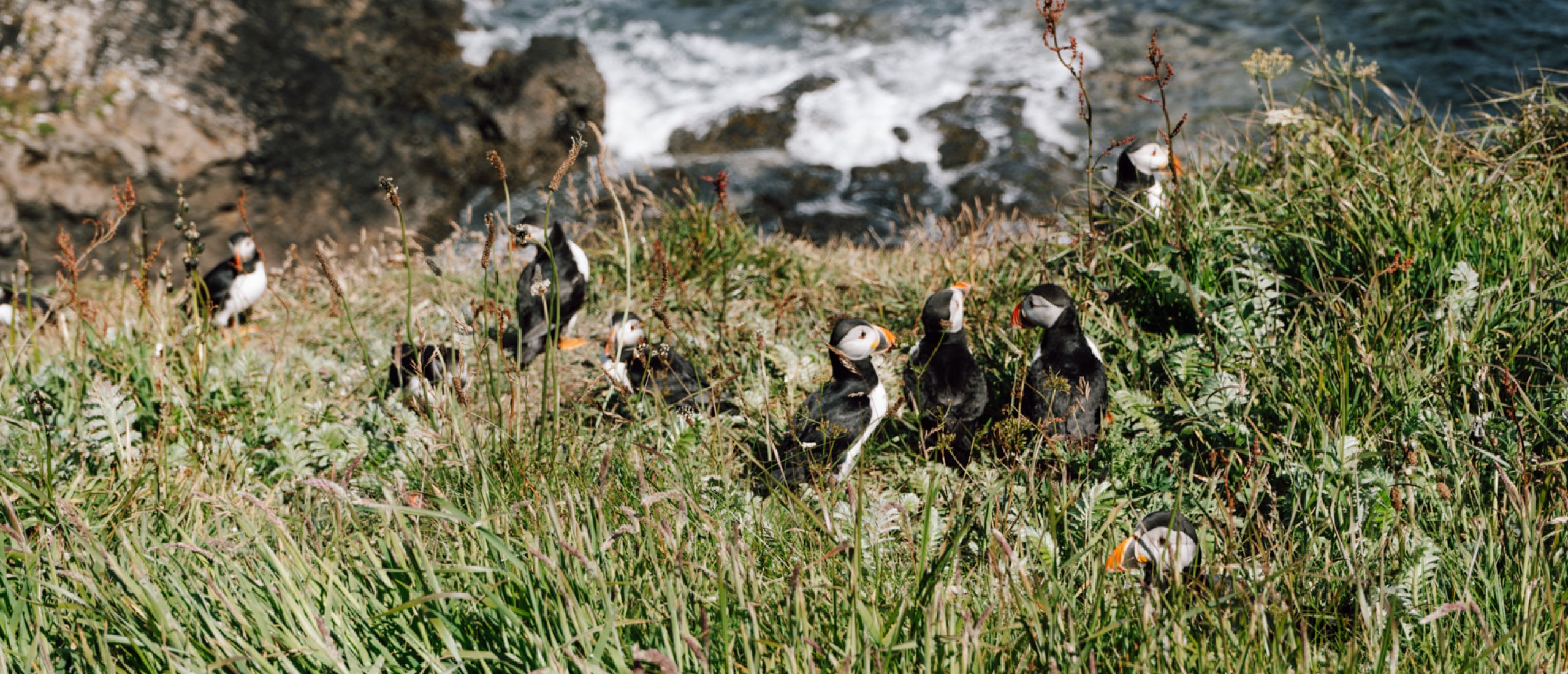 Isle of Staffa: puffins en basaltkolommen