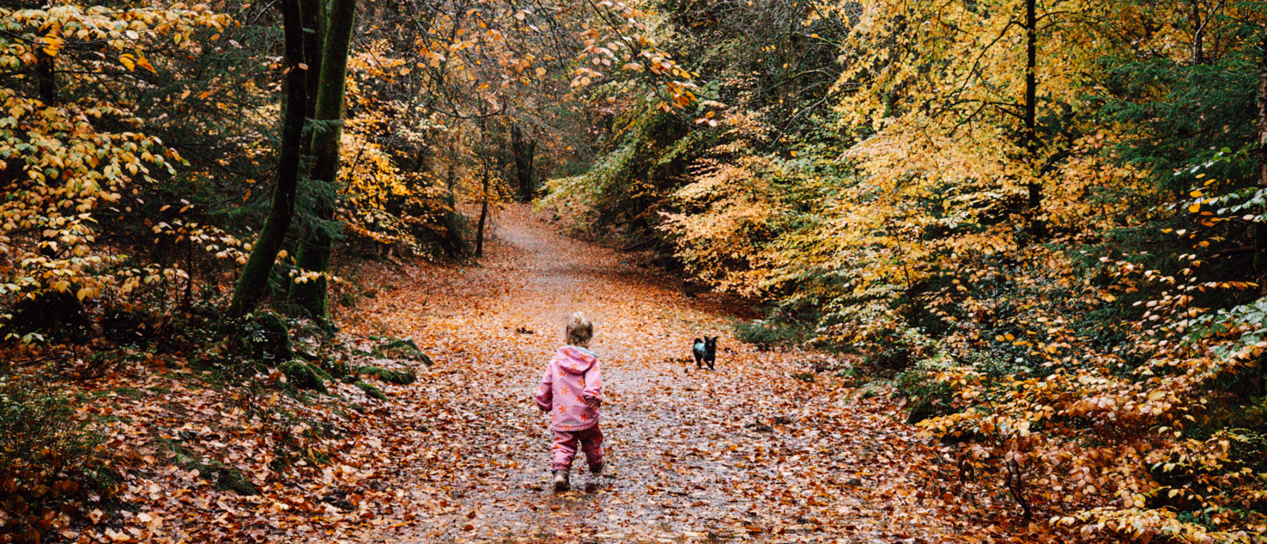 Boswandelen in Dumfries and Galloway