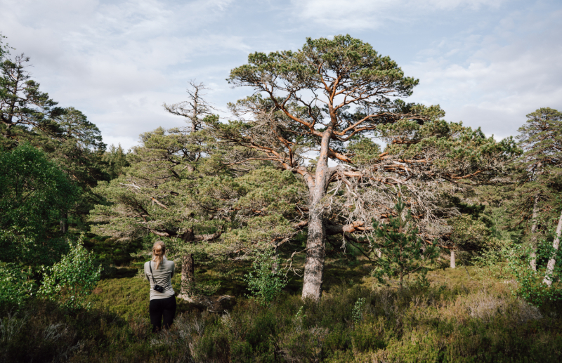 linn-of-dee-wandelroute-glen-lui