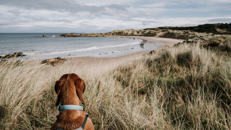 strand-hopeman-wandelen-kust-moray