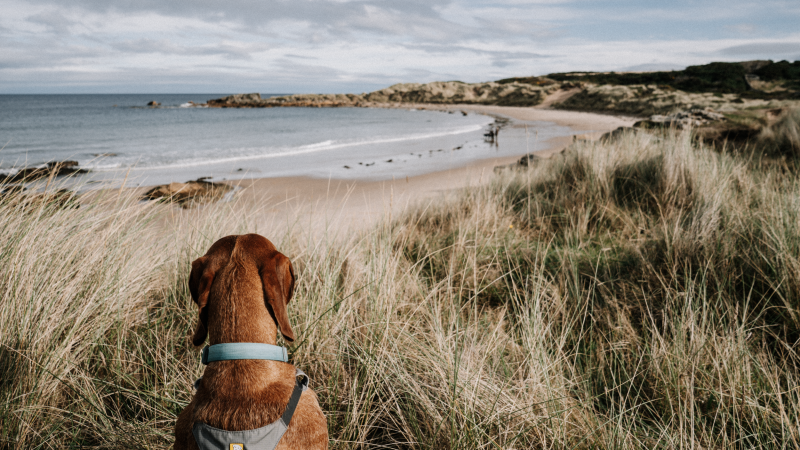 moray-way-coastpath