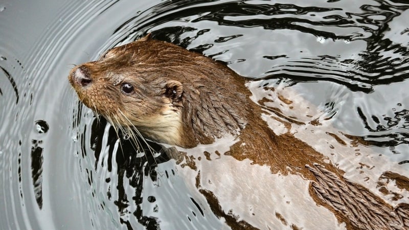 otter-schotland