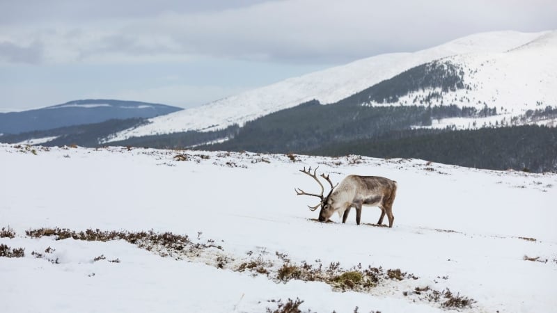 rendieren-wilde-dieren-schotland