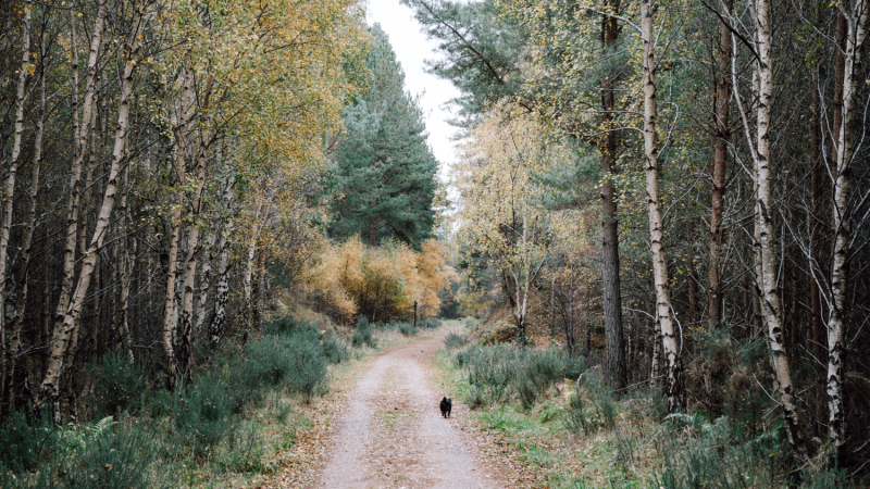 roadtrip-kust-moray-roseisle