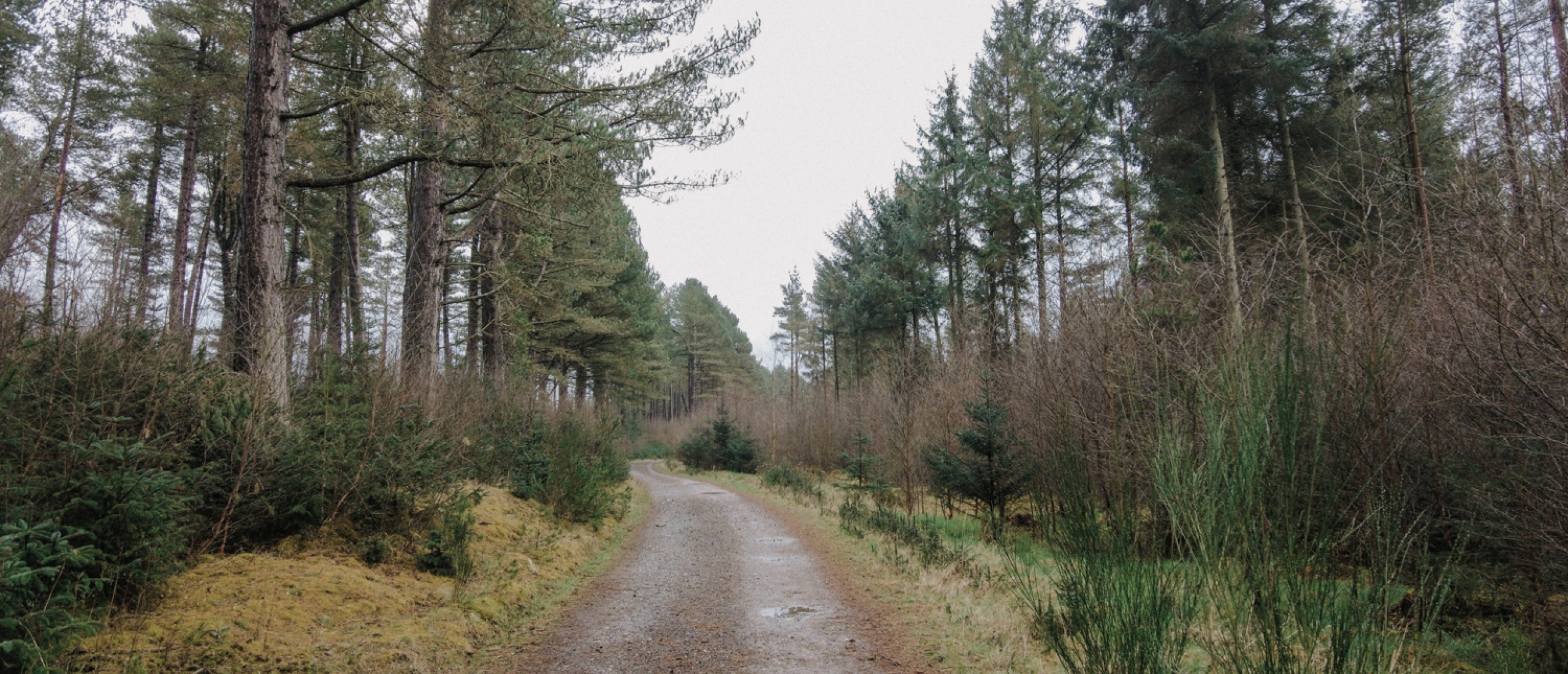 Wandelen in Tentsmuir Forest in Fife