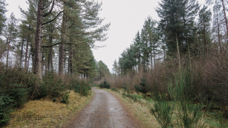 tentsmuir-forest