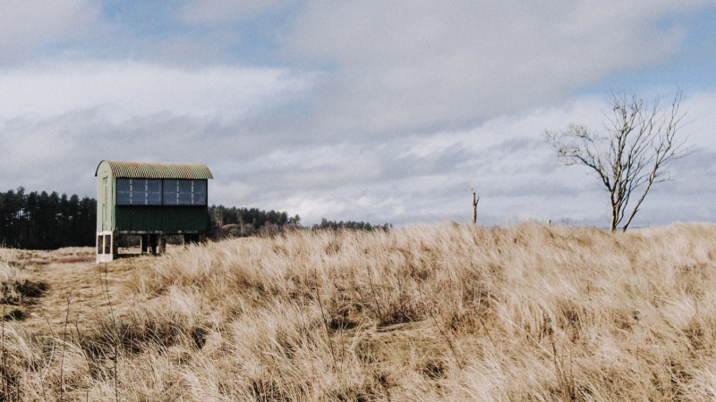 tentsmuir-forest-scotland