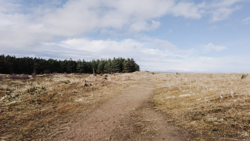 tentsmuir-forest-wandelen